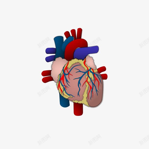卡通心脏血管png免抠素材_88icon https://88icon.com 医学 医疗 卡通 器官 心脏 心脏血管 血管 血管矢量图