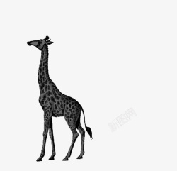 动物手绘黑白长颈鹿素材