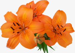 橙色美丽百合花瓣素材