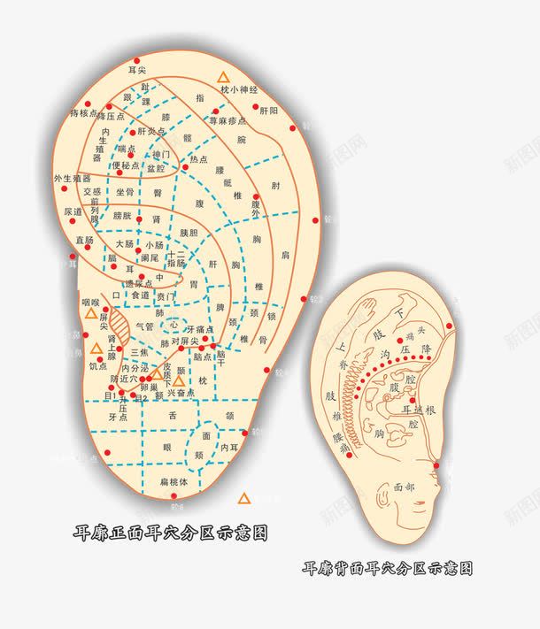 人耳朵穴位分布psd免抠素材_88icon https://88icon.com 中医 人体穴位 人耳朵 养生 分布 穴位 耳朵