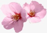 植物粉色花朵清新桃花素材