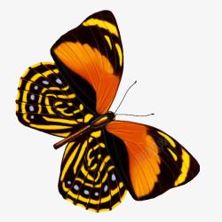 黑黄蝴蝶透明素材