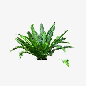 绿色植物草png免抠素材_88icon https://88icon.com 植物 种植 绿植 绿色 自然