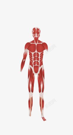 人体肌肉解剖图素材