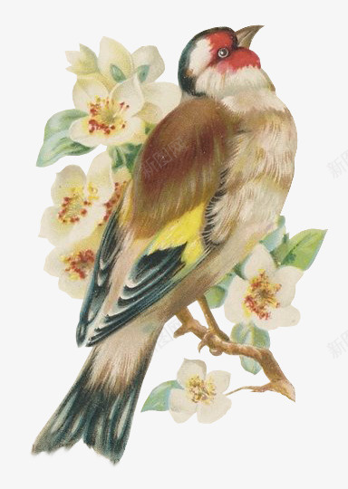 手绘画眉鸟png免抠素材_88icon https://88icon.com 动物 手绘 画眉鸟 花朵