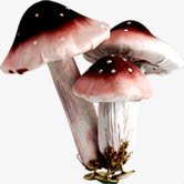 简约春天蘑菇植物素材