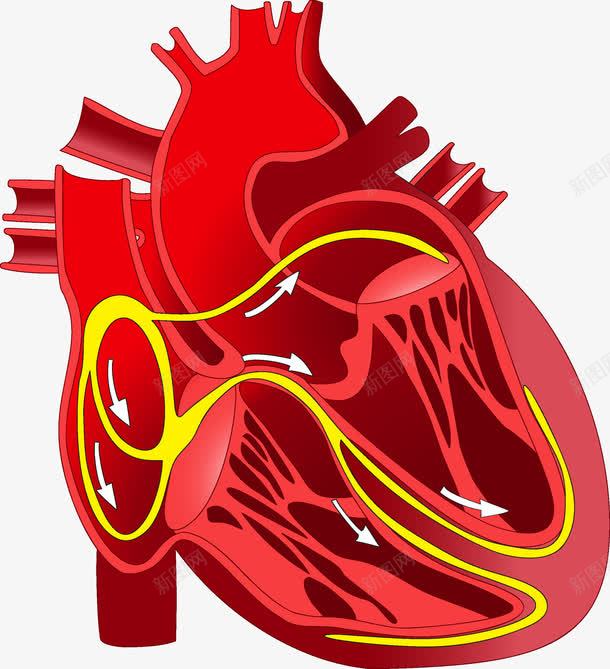 心脏png免抠素材_88icon https://88icon.com 人体 人体内脏器官 内脏 内脏图 器官 心脏