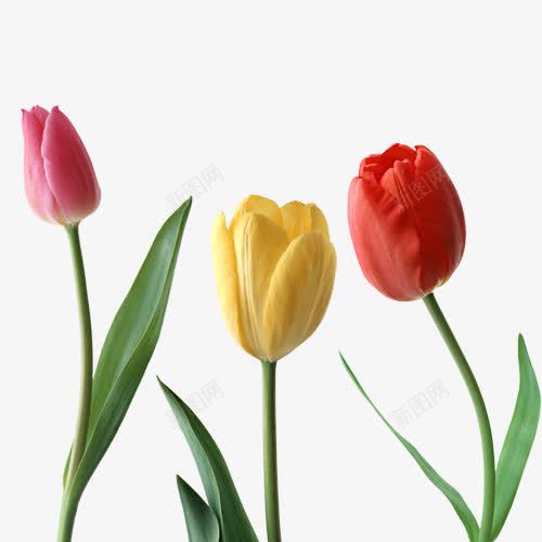 三款花色不同的鲜花png免抠素材_88icon https://88icon.com 春色 玫瑰花 装饰图案 鲜花花束