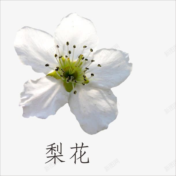 梨花png免抠素材_88icon https://88icon.com 白色的梨花 绿色植物