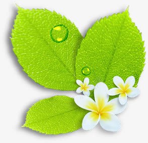 摄影绿色树叶白色花朵png免抠素材_88icon https://88icon.com 摄影 树叶 白色 绿色 花朵