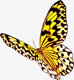 扁平风格创意合成黄色的蝴蝶素材