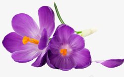 紫色唯美小花装饰素材
