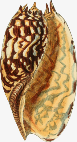 多样的手绘海螺壳14素材