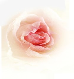 创意合成情人节海报元素玫瑰花素材