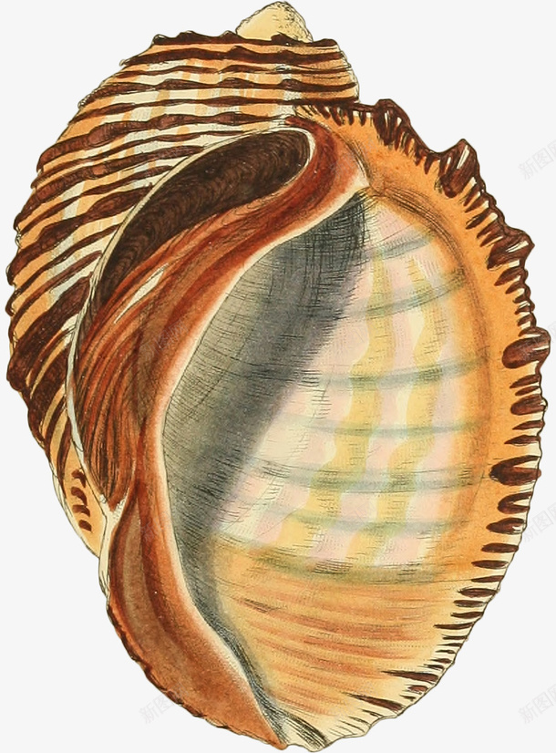 多样的手绘海螺壳10png免抠素材_88icon https://88icon.com 壳 多样 手绘 海 螺