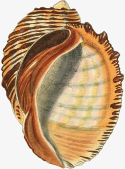 弯曲螺壳多样的手绘海螺壳10高清图片
