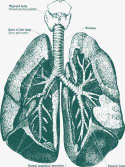 肺部器官手绘解剖图素材