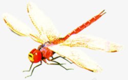 红色蜻蜓装饰素材