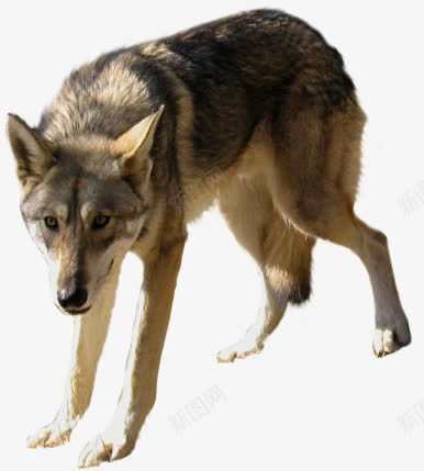 一只游走灰狼草原狼png免抠素材_88icon https://88icon.com 头狼 草原