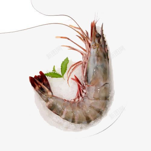 厄瓜多尔白虾png免抠素材_88icon https://88icon.com 产品实物 厄瓜多尔白虾 水产白虾 虾