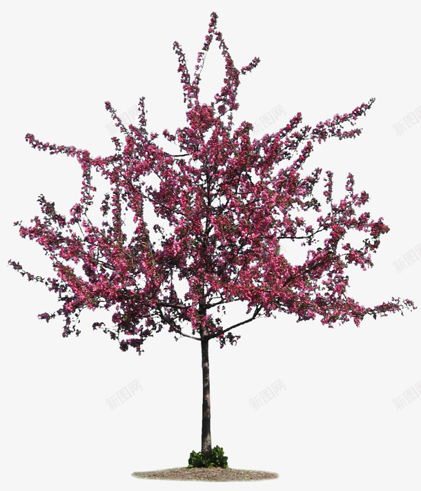 开粉色花的树png免抠素材_88icon https://88icon.com 一棵树 树素材 粉色花 花朵