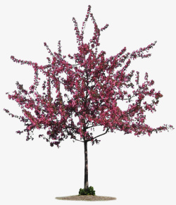 开粉色花的树素材