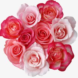 粉色红色玫瑰花素材