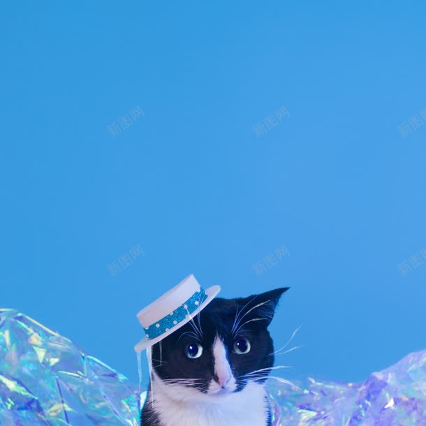 戴帽子的黑猫海报背景jpg设计背景_88icon https://88icon.com 帽子 海报 背景