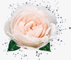 白色重叠玫瑰华美素材
