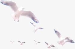 一群白色鸽子飞舞素材