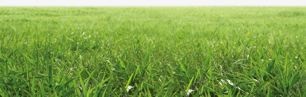 装饰图案psd设计背景_88icon https://88icon.com 草地 装饰图案 青春