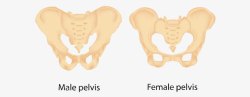 骨盆男女正位男女骨盆图标高清图片