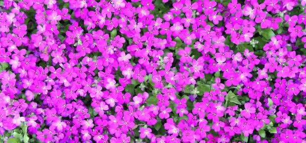 花朵摄影背景jpg设计背景_88icon https://88icon.com 摄影 花朵
