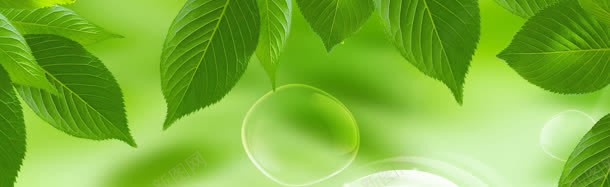 绿色树叶自然清新海报背景jpg设计背景_88icon https://88icon.com 树叶 海报 清新 绿色 背景 自然