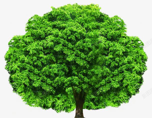 夏日海报植物绿色树木png免抠素材_88icon https://88icon.com 夏日 树木 植物 海报 绿色