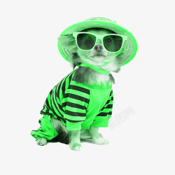 穿绿衣服的猫狗狗穿绿衣服高清图片