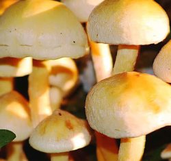摄影新鲜的蘑菇素材