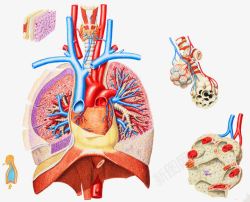 呼吸系统主要器官素材