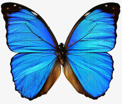 蓝色蝴蝶翅膀蝴蝶羽毛翅膀高清图片
