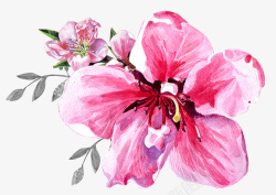 粉红底图手绘粉红花朵高清图片