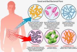 立体人体细菌人体肠道好坏细菌分析矢量图高清图片