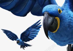 蓝色鹦鹉鸟动物素材