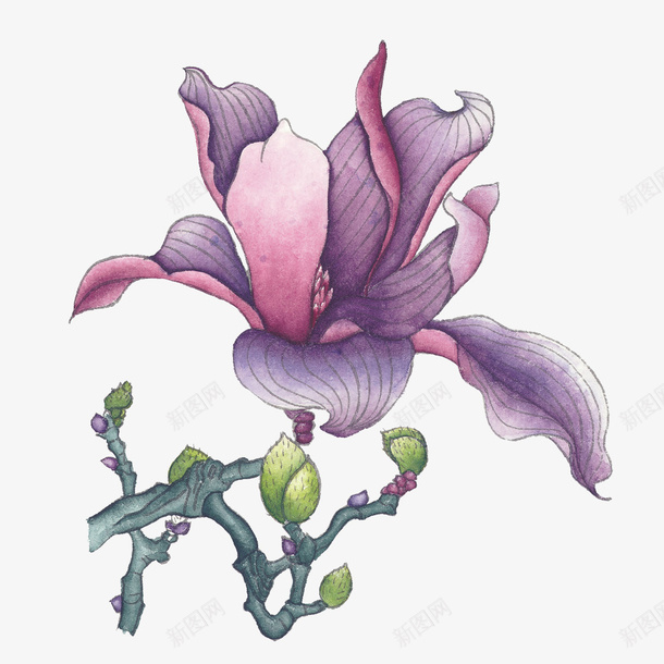 手绘紫色花卉png免抠素材_88icon https://88icon.com 字儿色 手绘花卉 紫色花卉 花卉