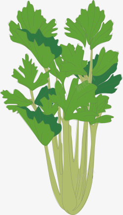绿叶茂盛的芹菜矢量图素材