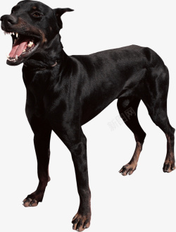 黑色狗卡通黑色张嘴的狗高清图片