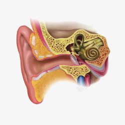 人耳朵内部构造素材