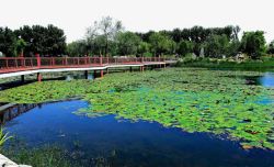 圆明园夏日小景素材