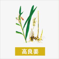 高良姜草药高清图片