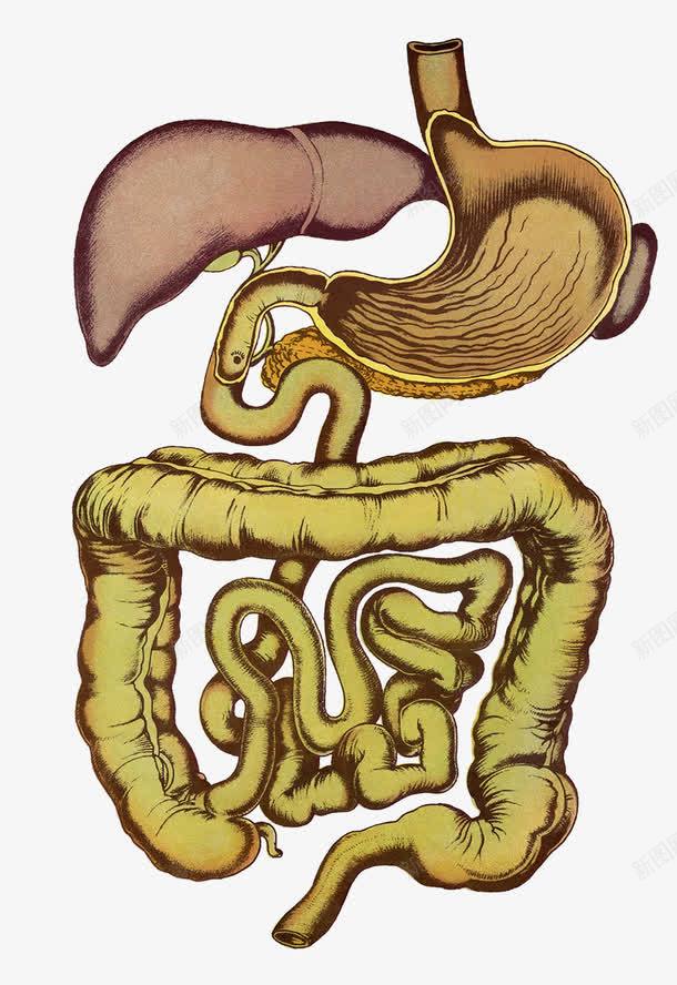 人体消化系统器官png免抠素材_88icon https://88icon.com 器官 小肠 消化系统 消化道 胃肠