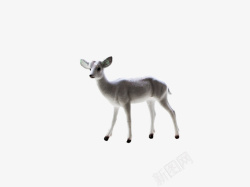 幼年白色未成年行走的幼鹿高清图片